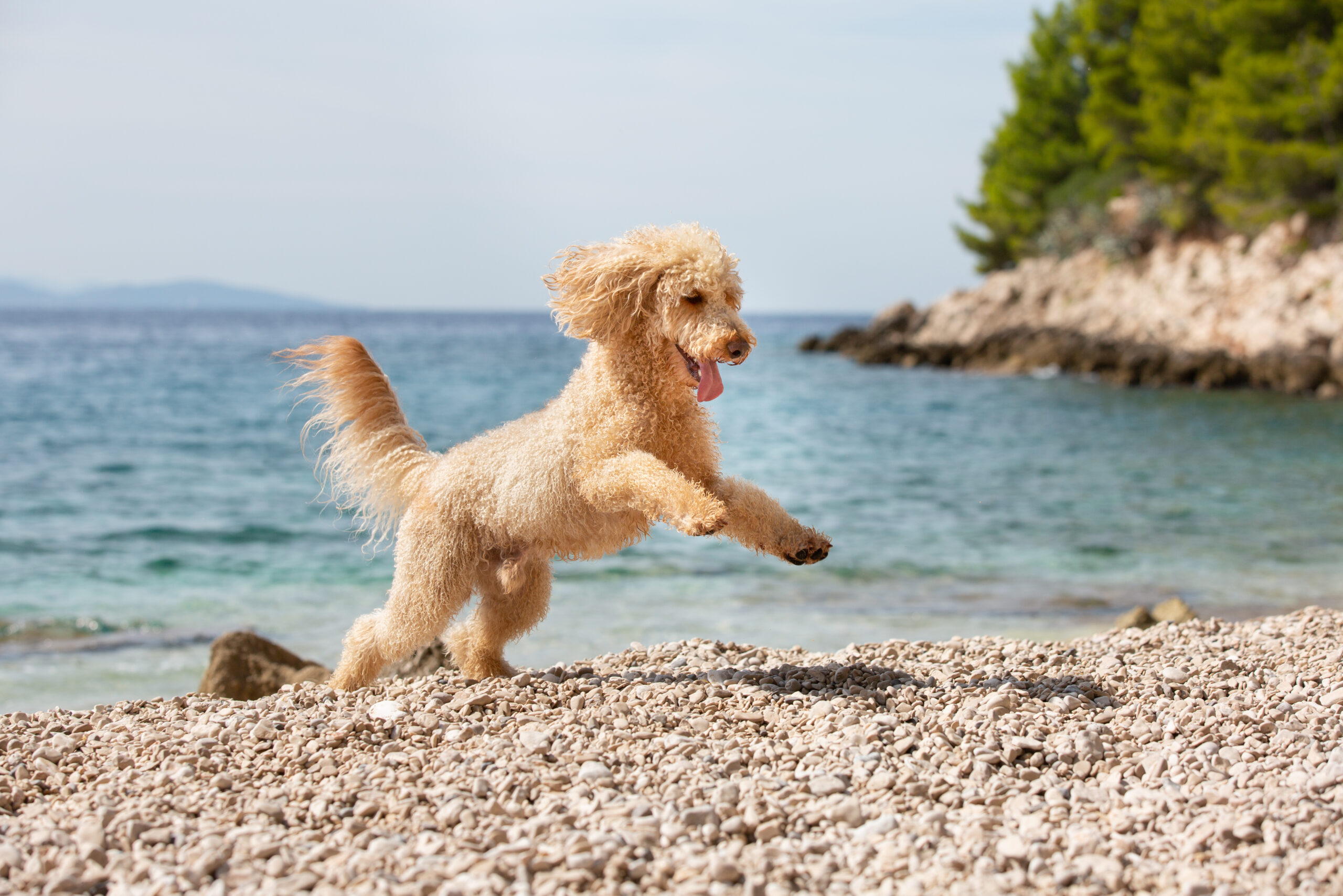 glad hund leger ved stranden