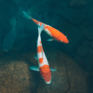 Fisk og padder