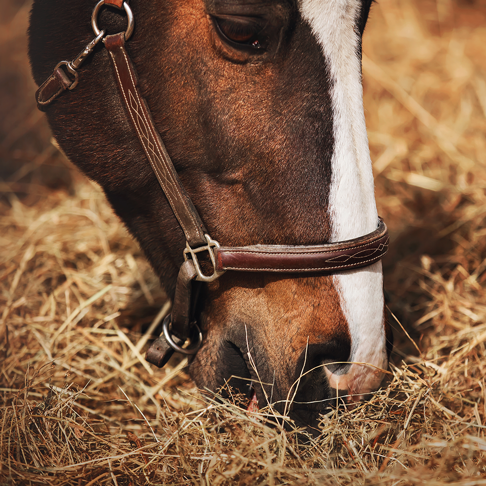 hest spiser hoe