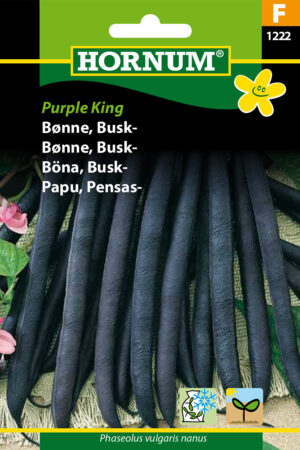 Bønne, Busk-, Purple King (F) 1222
