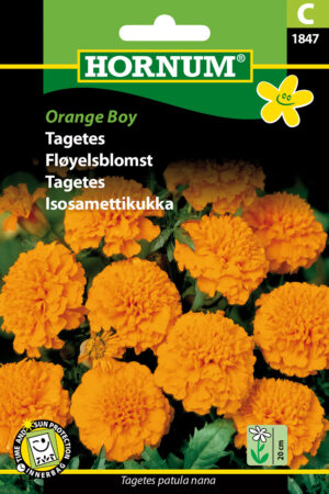 Tagetes, Orange Boy (C) 1847