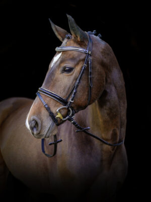 Covalliero Kingston trense