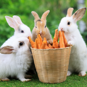 Gnaversnacks