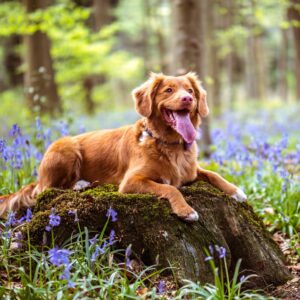 Hunde - Nyheder