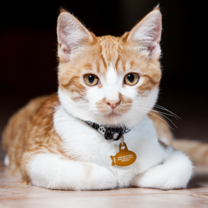 Kattetegn