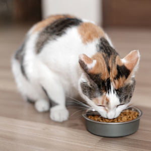 Kattefoder