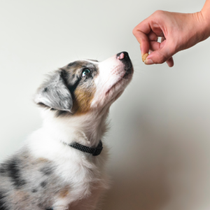 Godbidder til hund