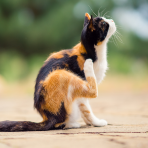 Loppemiddel til kat