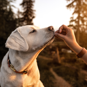 Tilskud til hund