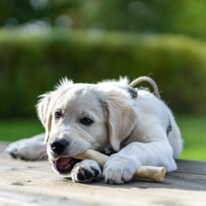 Tyggeben til hund