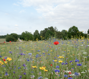 NATUR Blomstereng, 1 kg
