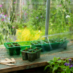 minidrivhus på bord og blomster udenfor
