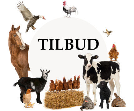 Dyr omkring tilbudsboble