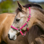 HorseGuard aw23 love grime fruit dove